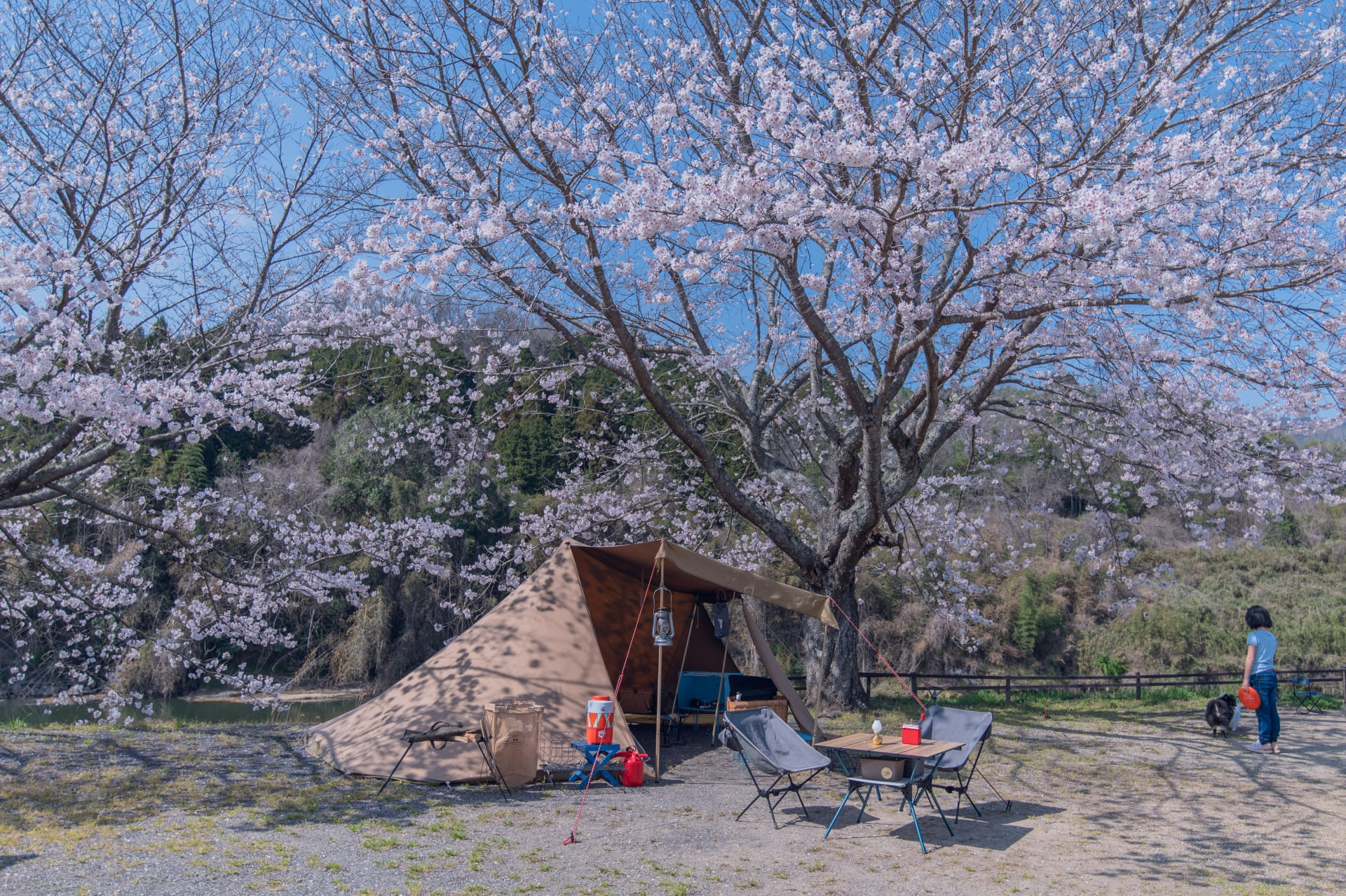 桜の名所で春キャンプ！必要な準備とは